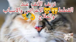 نزيف الأنف عند القطط الاعراض والاسباب والعلاج 