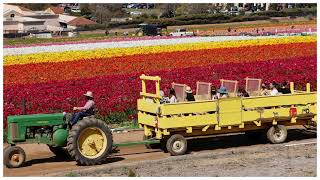 SLIDESHOW: Carlsbad Flower Fields welcome visitors Carlsbad Flower Fields To Welcome Visitors This Spring