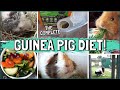 How to Feed the Best and Healthiest Guinea Pig Diet!