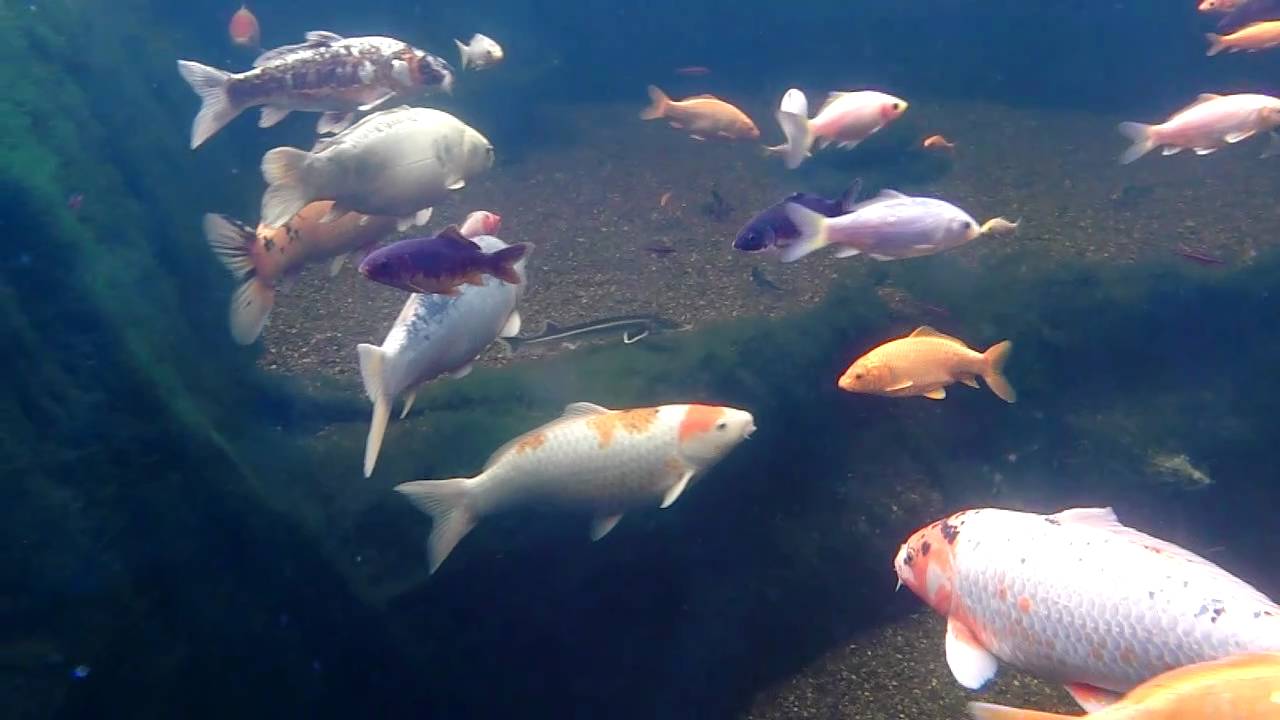 Koi Sterlet Rainbowshiner Regenbogenorfe Wimpelkarpfen ohne UVC Leuchte