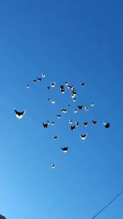 GAYA TERBANG / NGAWANG CANTIK MERPATI KUPU - KUPU