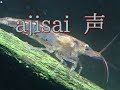 【アクアリウム】ajisai 声 【aquarium】