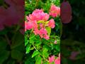 beautiful nature flowers#flowers  #homegardening#nature #youtubeshorts#trendingshorts #shorts #viral