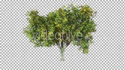 Tree On The Wind Isolated 3 | Motion Graphics - Envato elements