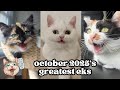 Ekekekkekkek Compilation BEST Cat Chirping Chittering Chattering Clicking Of October 2025