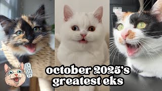 ekekekkekkek compilation - BEST Cat Chirping, Chittering Chattering Clicking of October 2025