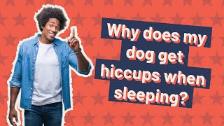 Why does my dog get hiccups when sleeping?