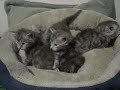 Greta&#39;s Maine Coon Kittens at Three Weeks