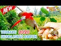 Suara Pikat Paling Ampuh 2020 Suara Pikat Terbaru Omkicau(.mp3 .mp4) Mp3 - Mp4 Download