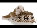 Best Dog Food Reviews | Top Rated Dry Dog Food Brand Best Dog Food Reviews | Top Rated Dry Dog Food Brand