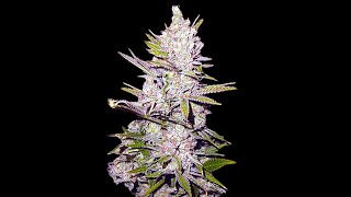 Haze Extreme and White Cookies #2 Ready for Harvest