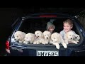 Seven Coltriever puppies in a row