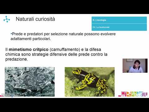 Video: Che cos'è una specie chiave di volta nella foresta temperata?