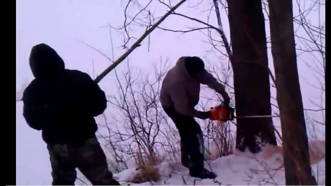 Felling standing dead oak tree onto lake/ice. - YouTube