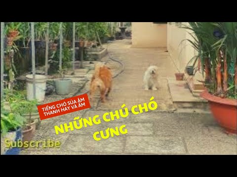 Video Tiếng Chó sủa hay nhất - youtube