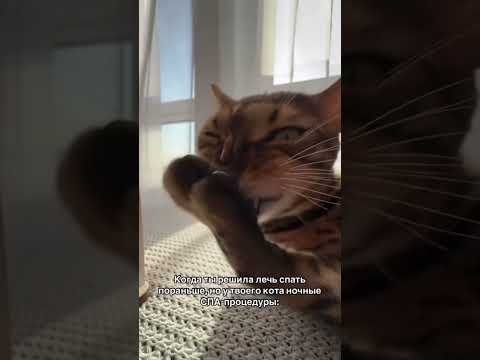 #cat #cat #веселыекоты #relax #catlover #прикольныекоты #cute #милота #shorts