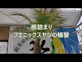 根詰まりヤシの木　植替えの仕方