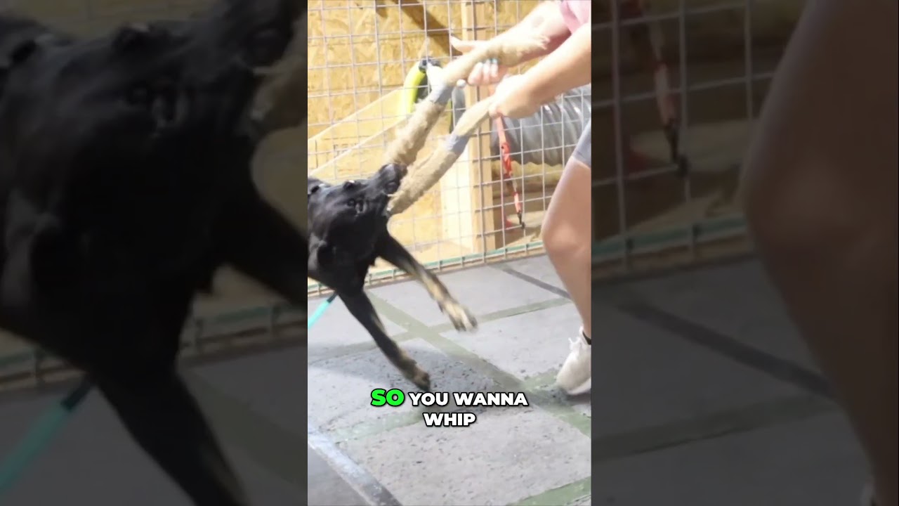 Ultimate Guide to Teaching Your Dog Bite Work at Home Ultimate Guide to Teaching Your Dog Bite Work at Home