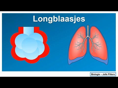 Video: Verschil Tussen Longblaasjes En Alveolaire Zak