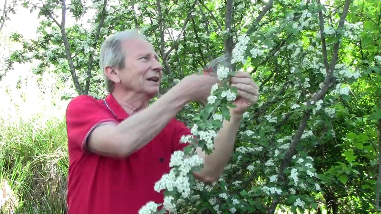 ESPINO ALBAR; EL REY DE LOS AUTÓCTONOS