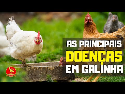 Vídeo: Doenças de frango e problemas de saúde