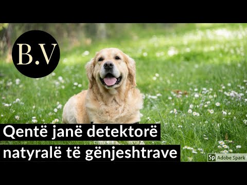 Video: A Kanë Nevojë Për Qen Për Suplemente Ditore Të Multivitaminës?