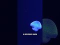 This Jellyfish Reverses Its Own Aging — Here's the Mechanism #shorts