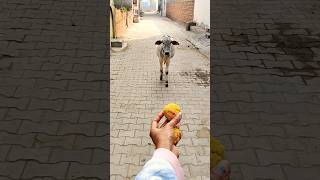 Meri gaiya aati hai mujhko doodh pilati hai #merigaiyaaatihai #cowvideos ##gaiyamerigaiya #cow #cows