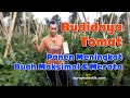 Budidaya tomat hasil maksimal bebas rontok dan layu