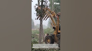 Incredible Excavator Clears Land with Grapple Saw: Modern Forestry Machine in Action