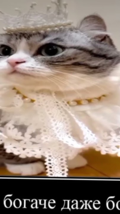 открываю дверь без ключа😛ча ча ча ча🥵 #memes #мем #комару #кот - YouTube