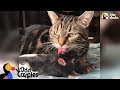 Cat And Rat Love Each Other SO Much - GALAXY & BERNIE | The Dodo Odd Couples