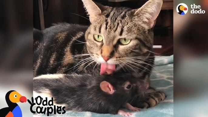 Cat And Mouse Become Best Friends Youtube Cat And Mouse Become Best Friends Youtube