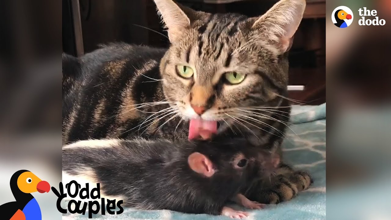 Cat And Rat Love Each Other So Much Galaxy Bernie The Dodo Odd Couples Youtube