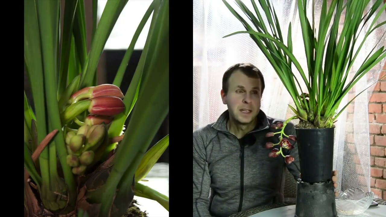 Scopri la magnifica orchidea Cymbidium Cascade Prem in fiore