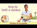 How to hold a chicken