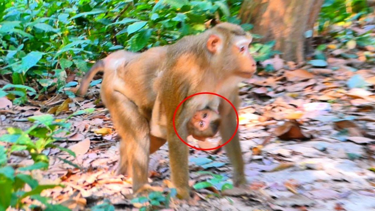 Mommy LUNA tries comfort Poor Baby Lynx.