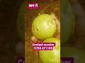 बाग में अमरूद की फसल कैसे ली जाती है#guava 🍏#harvesting#natural#short#viral