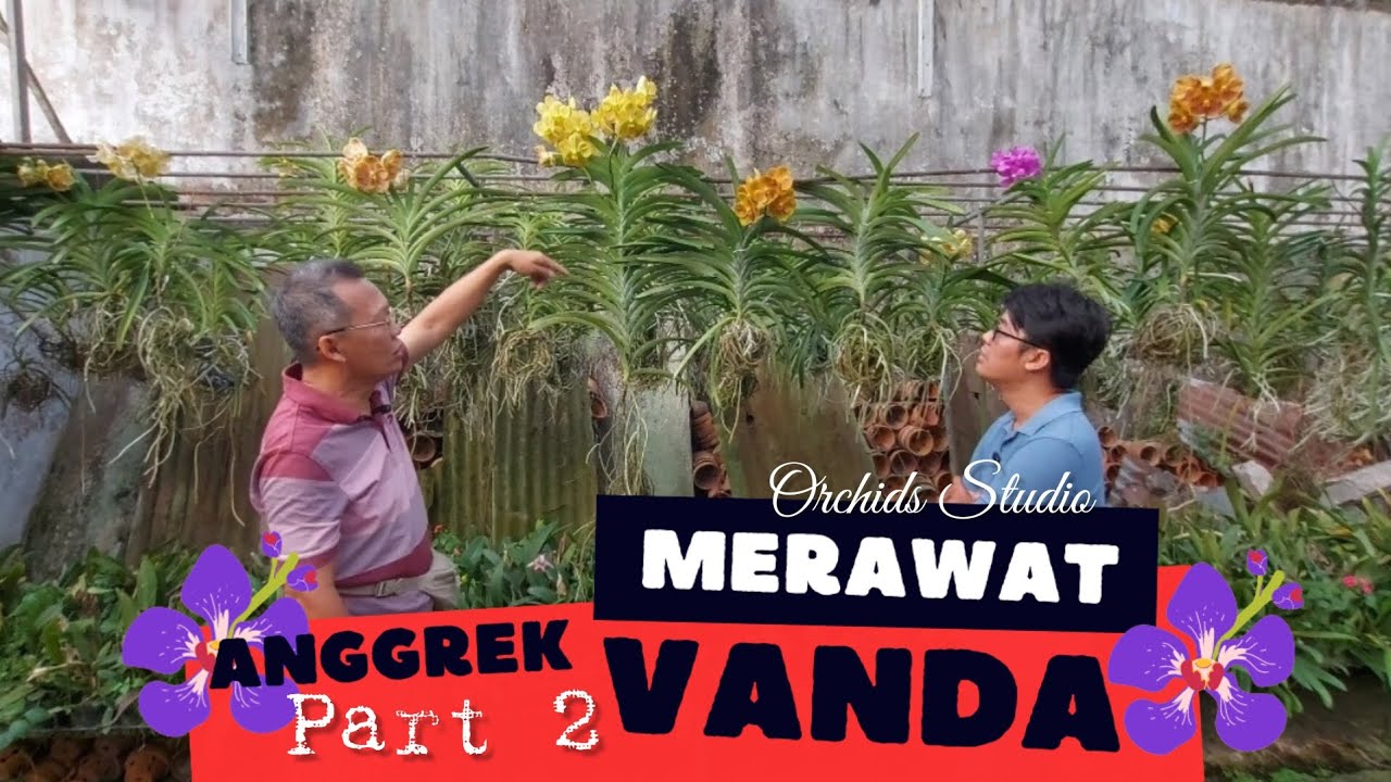 Cara Merawat Anggrek Vanda [ part 2 ]