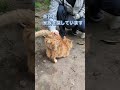 #shorts #保護猫 #野良猫 #cat #地域猫 #里親募集