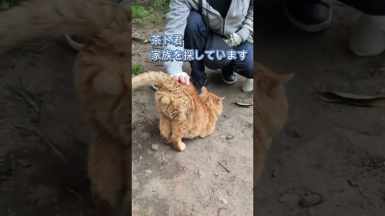 #shorts #保護猫 #野良猫 #cat #地域猫 #里親募集