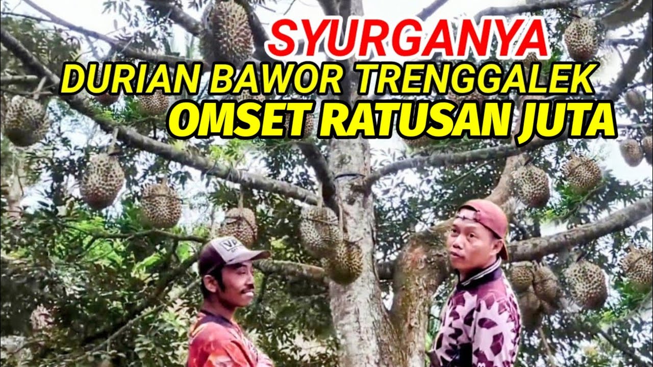 Mengunjungi Kebun Durian Premium untuk Pertama Kali‼️ Pengalaman yang Tak Terlupakan.