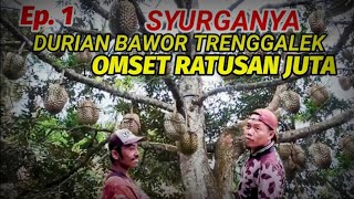 PERTAMA KALI! Masuk Kebun Durian Bawor TERLUAS Se-Trenggalek | Ep 1  