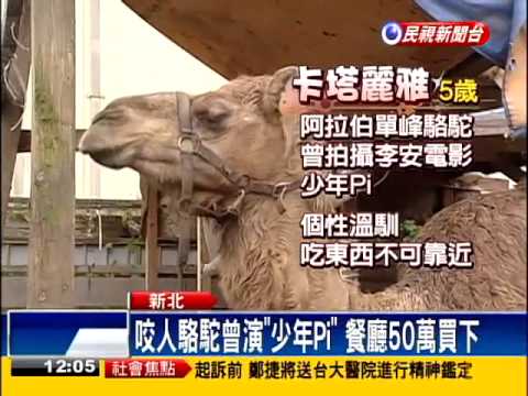動物餐廳駱駝咬傷童 業者遭起訴－民視新聞