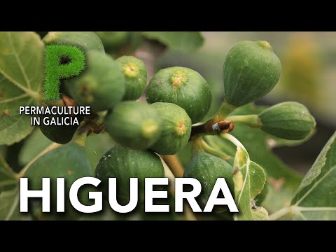 Fig Tree and Figs: How to plant a fig tree, care and benefits of figs | Permaculture in Galicia