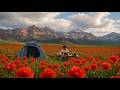 Camping Alone in Endless Poppies &amp; Cooking Ramen ⛺🍜 | ASMR #asmr #relaxing #outdoors