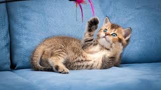 Cat playing ringtone + download