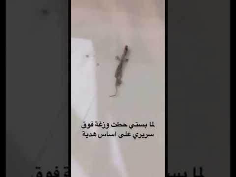 امبيه شوفوا قطوتي ايش سوت