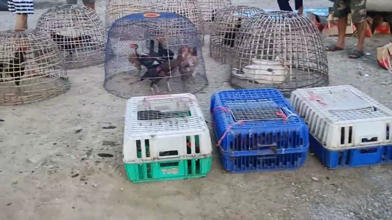 พาเดินชมไก่ชนที่ ตลาดลีลาล่าสุดวันที่3สิงหาคมพ.ศ2568