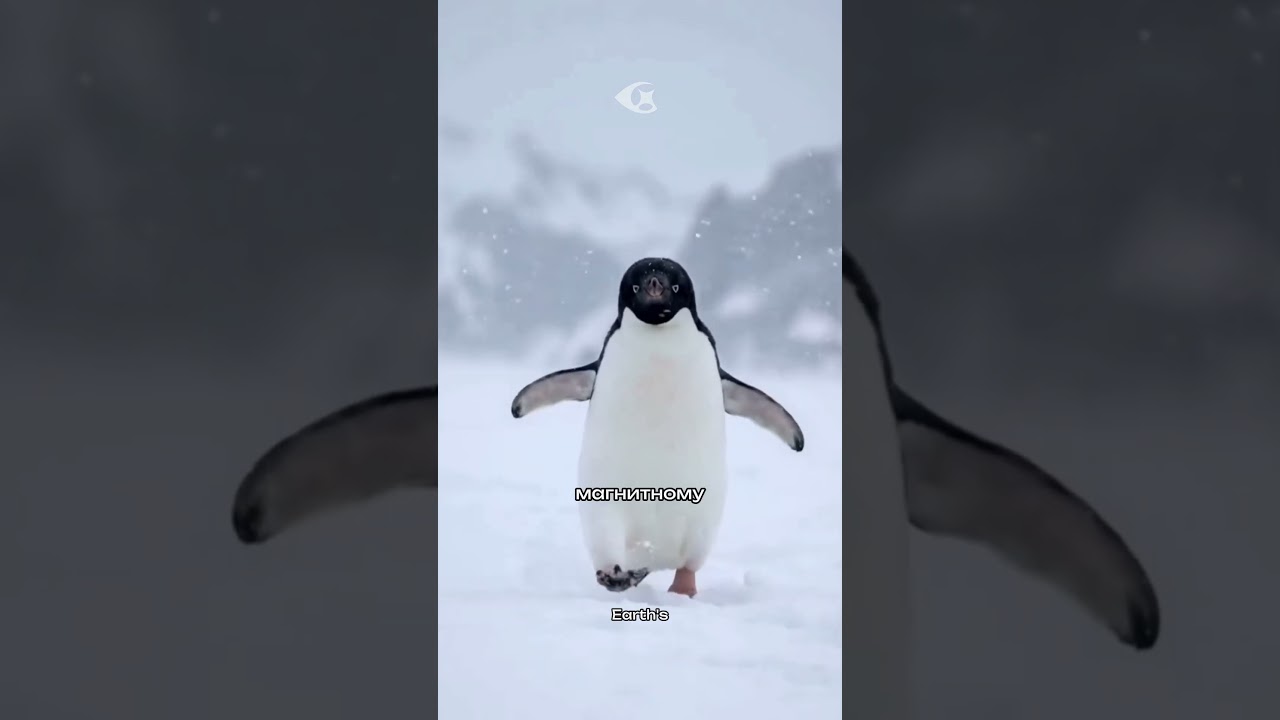 Почему этот пингвин стал нигилистом?